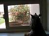 I just took these of my girls watching for their daddy.-cimg3758.jpg