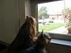 I just took these of my girls watching for their daddy.-cimg3760.jpg