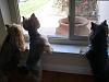 I just took these of my girls watching for their daddy.-cimg3761.jpg