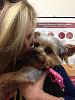 Jessies trip to the vet.-jessvet3.jpg