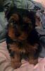 Paisley is home!!!!-rsz_paisley_jade-1-.jpg