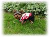 Louie got a new shirt-louie-931166.jpg