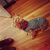 Teddy's new sailor outfit-photo-2.jpg