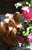 Rosie Stops and Smells the Roses-16beff3afd0205ec6bfbd7c9e4857eb6_zps28d99737.jpg