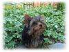 Louie in the Garden-louie-931280.jpg