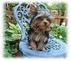Louie in the Garden-louie-931275.jpg