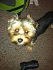 Anyone want a yorkie for the night??  lol-wide-awake.jpg