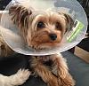 Sammy got neutered today :(-img_0575.jpg