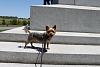 Jackson explores Historic Gettysburg-img_5764.jpg