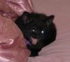 Let's see your tongue pictures!-bailey.jpg