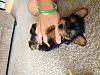 Berkley's first week home-puppy-2.jpg