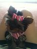 I'm a bow wearing,,,-img_7130_zpsfb1630a0.jpg