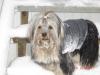 Pics of Sophie playing in the Snow-album-7-377-320-x-240-.jpg