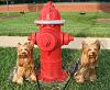 Max and Teddy-hydrant-1.jpg