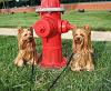 Max and Teddy-hydrant-3.jpg