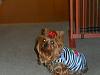 Pixie loves her buddy belt.-sam_1522.jpg