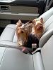 How has your yorkie changed from the time it was a puppy??-image.jpg