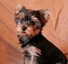 How has your yorkie changed from the time it was a puppy??-1.jpg