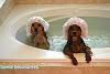 Rub-a-dub-dub, two yorkies in a tub-992991_564441120263262_1004926680_n.jpg