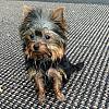 Share pics of Your "Hot Mess" Yorkies.-2013-06-16-07.24.55-500.jpg