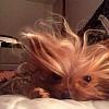 Share pics of Your "Hot Mess" Yorkies.-img_0025.jpg