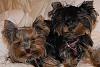 Share pics of Your "Hot Mess" Yorkies.-542640_503922356313448_1668839216_n.jpg