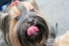 Let's see your tongue pictures!-pebblecloseup.jpg