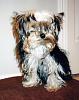 Share pics of Your "Hot Mess" Yorkies.-ytf3jpg.jpg