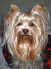 Share pics of Your "Hot Mess" Yorkies.-img_2349.jpg