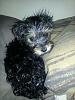 Share pics of Your "Hot Mess" Yorkies.-rsz_20130521_110311_resized.jpg