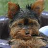 Let's see your tongue pictures!-layla-avatar.jpg