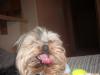 Let's see your tongue pictures!-im001143-2-.jpg