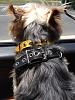 More (new) pictures of Peanut in his BB Collar!-photo-22-.jpg