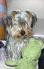 Share pics of Your "Hot Mess" Yorkies.-bild0672.jpg