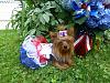 Happy 4th. of July Yorkie Friends!-image.jpg