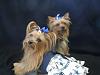 Anyone with two different sized yorkies?-5276601acfb951c0e710c85e9a98c43d_zpsfc4bb716.jpg