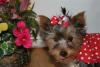 Let's see your tongue pictures!-img_1781-small-.jpg