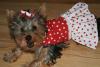 Let's see your tongue pictures!-img_1761-small-.jpg