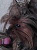 Share pics of Your "Hot Mess" Yorkies.-bedhead.jpg