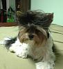 Share pics of Your "Hot Mess" Yorkies.-526074_3323539605498_737283531_n.jpg