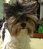 Share pics of Your "Hot Mess" Yorkies.-579560_3323539125486_1666911477_n.jpg