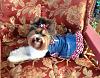 Share pics of Your "Hot Mess" Yorkies.-298865_4036444027663_1032171947_n.jpg