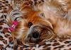 Sweet, playful little love-dsc_4578_02748-web.jpg