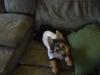 Let's see your tongue pictures!-cnv0248.jpg