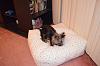 Pilot's new bed and an update.-24270_492285230854122_218299364_n.jpg