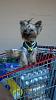 Happy to be grocery shopping!!!-image.jpg