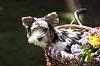 Leroy in my pet bicycle basket!-flowers2_sml.jpg