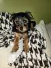 Hello again from Gidget!-8.2013-gidget-5x7.jpg