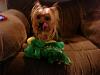 Does your yorkie like HUGE toys?-a928f56874198c2124e9664c2f36a8bc_zps264e3936.jpg