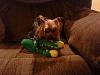 Does your yorkie like HUGE toys?-5df80446dc9572df99cbd50614435a12_zpsc2888716.jpg